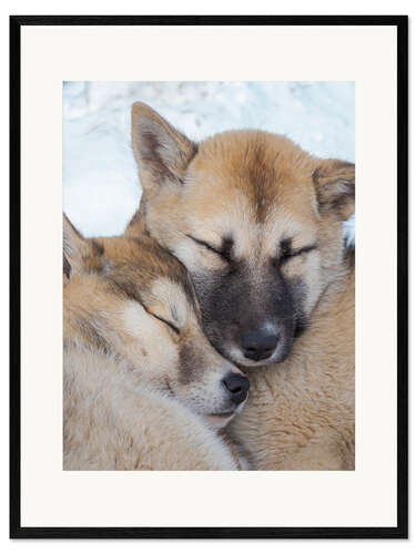 Framed art print Sled dogs