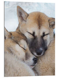 Gallery print Sled dogs