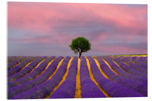 Akryylilasitaulu Sunrise on a lavender field