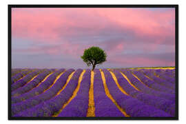Gerahmter Kunstdruck Sonnenaufgang auf einem Lavendelfeld