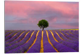 Gallery print Sunrise on a lavender field