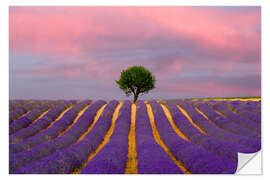 Naklejka na ścianę Sunrise on a lavender field