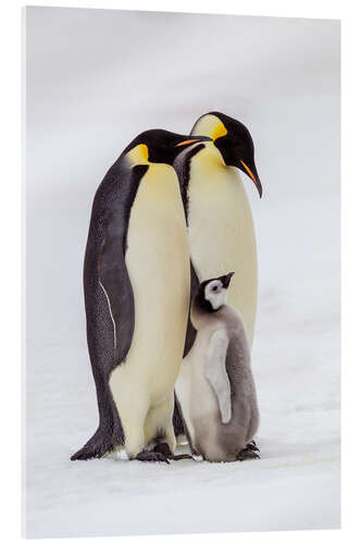 Acrylic print Two adult emperor penguins stand by their chick