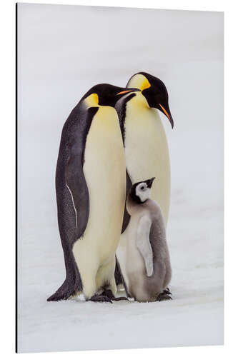 Stampa su alluminio Two adult emperor penguins stand by their chick