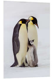 Foam board print Two adult emperor penguins stand by their chick