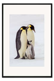 Gerahmter Kunstdruck Zwei Kaiserpinguine stehen bei ihrem Küken