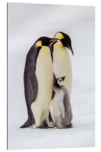 Galleriprint Two adult emperor penguins stand by their chick