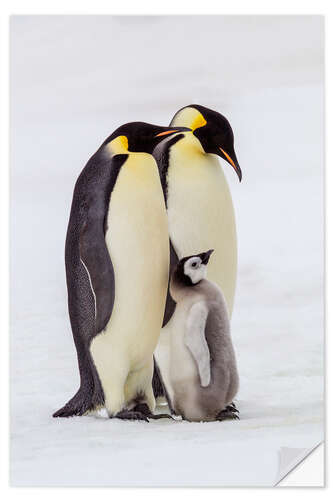 Wandsticker Zwei Kaiserpinguine stehen bei ihrem Küken