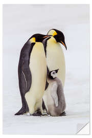 Selvklæbende plakat Two adult emperor penguins stand by their chick