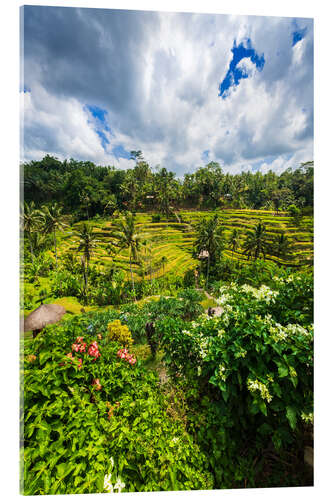 Obraz na szkle akrylowym Rice fields on the Tegallalang rice terrace, Bali, Indonesia III