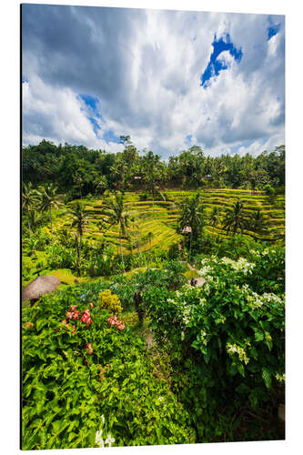 Stampa su alluminio Rice fields on the Tegallalang rice terrace, Bali, Indonesia III