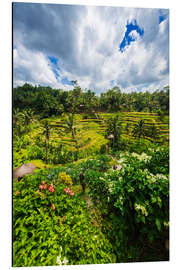 Cuadro de aluminio Rice fields on the Tegallalang rice terrace, Bali, Indonesia III