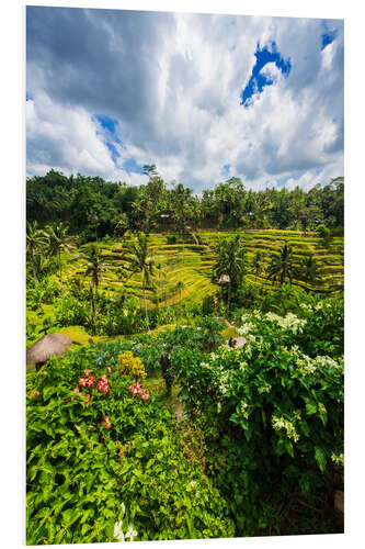 Bilde på skumplate Rice fields on the Tegallalang rice terrace, Bali, Indonesia III