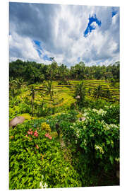 Foam board print Rice fields on the Tegallalang rice terrace, Bali, Indonesia III