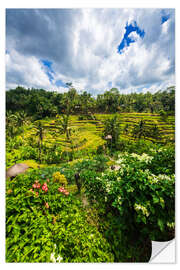 Selvklebende plakat Rice fields on the Tegallalang rice terrace, Bali, Indonesia III