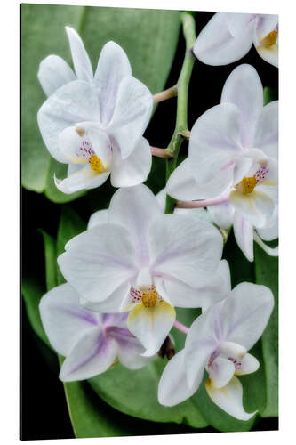 Aluminium print Moth orchid