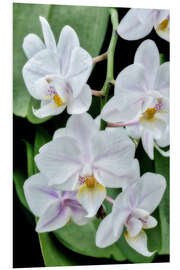 Foam board print Moth orchid