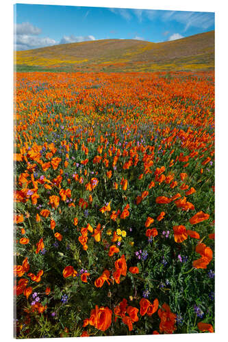 Akryylilasitaulu Field with California poppies