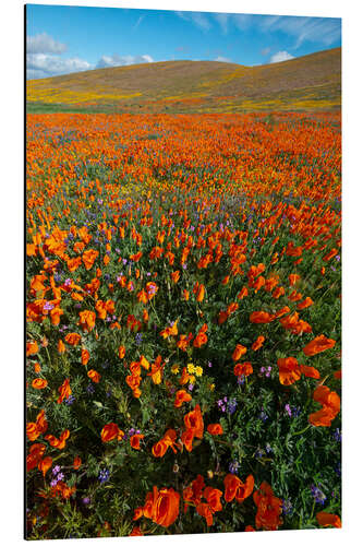 Aluminium print Field with California poppies