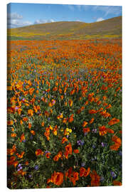 Tableau sur toile Field with California poppies - Howie Garber
