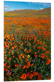 Foam board print Field with California poppies