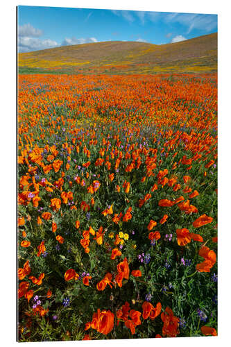 Gallery print Field with California poppies