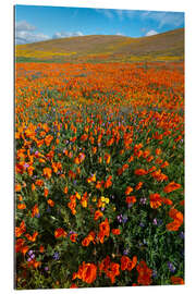 Gallery print Field with California poppies