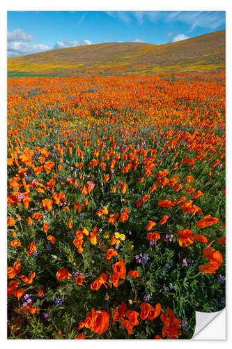 Vinilo para la pared Field with California poppies