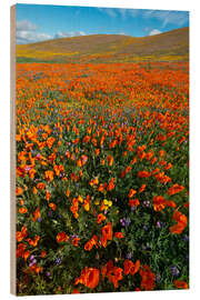 Obraz na drewnie Field with California poppies