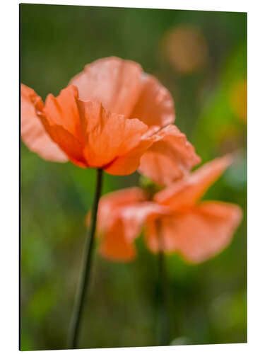 Alubild Orangene Mohnblumen