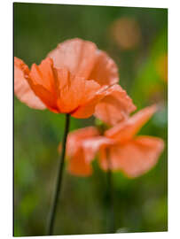 Tableau en aluminium Orange poppies