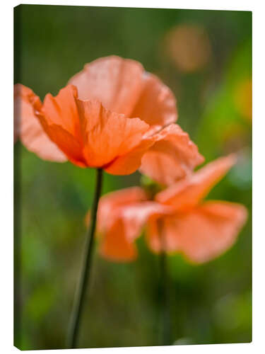 Leinwandbild Orangene Mohnblumen