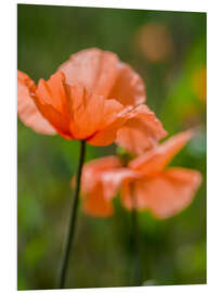 Foam board print Orange poppies