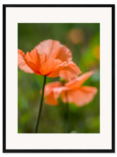 Gerahmter Kunstdruck Orangene Mohnblumen