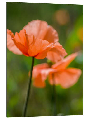 Gallery print Orange poppies