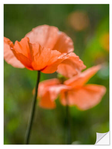 Wandsticker Orangene Mohnblumen