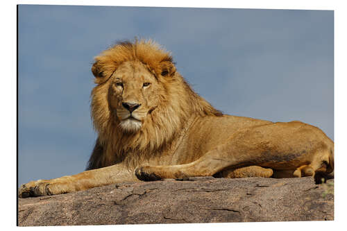 Tableau en aluminium Resting lion