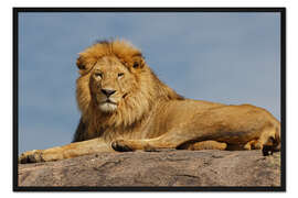 Gerahmter Kunstdruck Ruhender Löwe