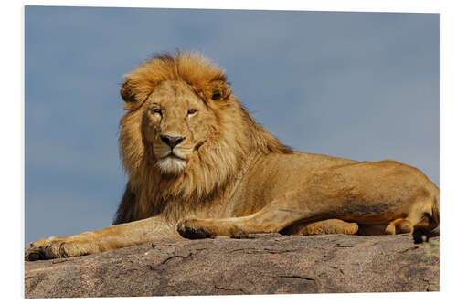 Foam board print Resting lion