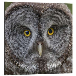 Aluminium print Little Owl