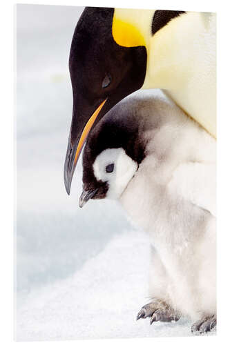 Acrylic print Portrait of an emperor penguin chick