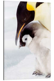 Print på aluminium Portrait of an emperor penguin chick