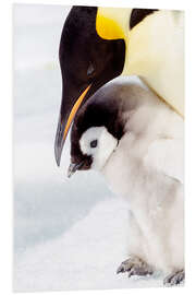 Foam board print Portrait of an emperor penguin chick