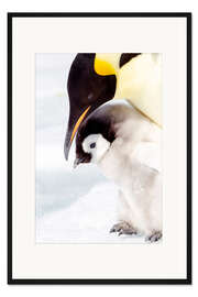 Gerahmter Kunstdruck Porträt eines Kaiserpinguinkükens