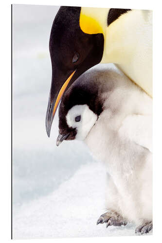 Gallery print Portrait of an emperor penguin chick