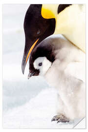 Wall sticker Portrait of an emperor penguin chick