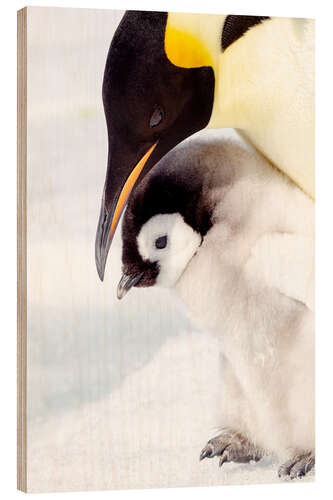 Cuadro de madera Portrait of an emperor penguin chick