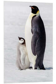 Foam board print Portrait of an adult with its chick