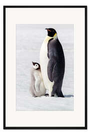 Gerahmter Kunstdruck Porträt eines Pinguins mit seinem Küken