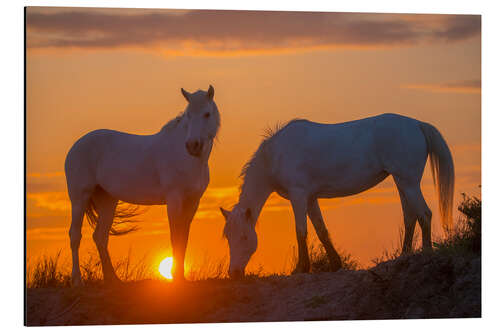 Aluminiumsbilde Two Camargue horses at sunrise